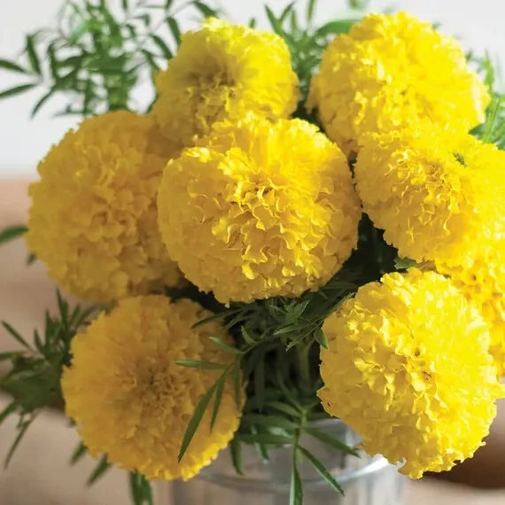 Mary Helen Marigold Seeds - 25+ Pack - Tagetes erecta - USA Grown