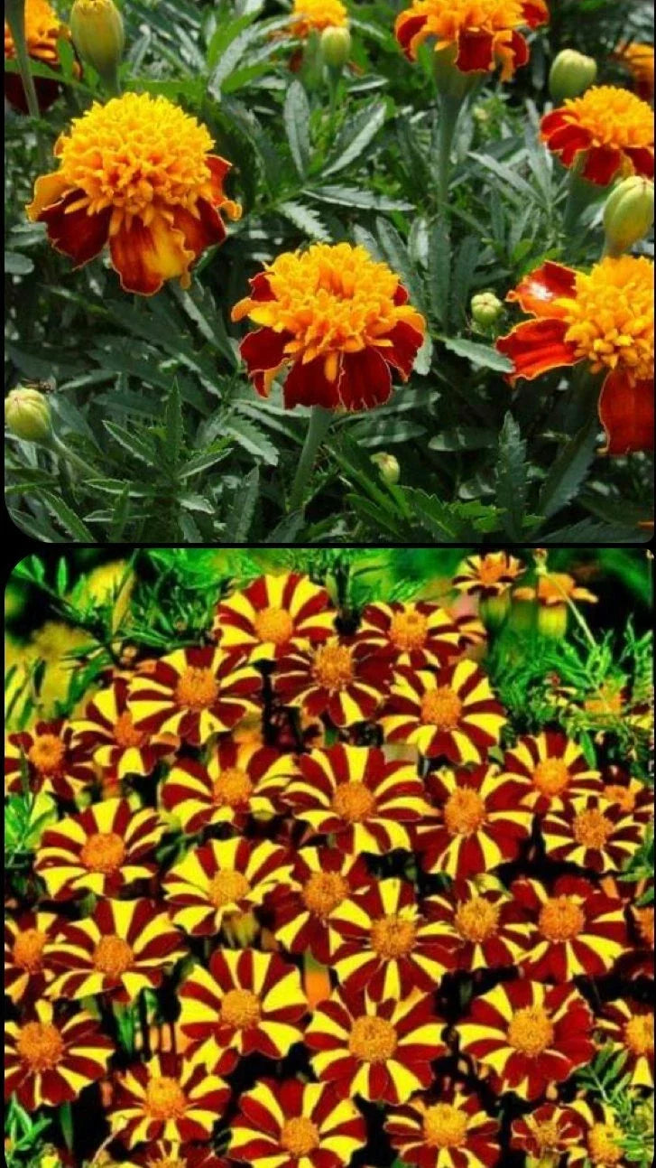 French Marigold Seeds Mix - Court Jester & Double Dwarf - Non-GMO - Tagetes patula - 200 Seeds
