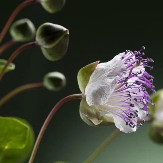 Caper Seeds Pack of 50 Non-GMO Capparis spinosa Garden Seeds for Home Gardening and Culinary Use