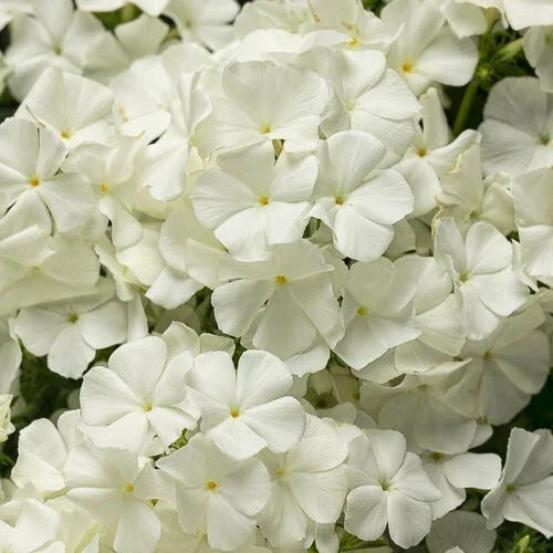 50 Intense White Phlox Seeds | Perennial Butterfly Attracting Flowers | Phlox paniculata
