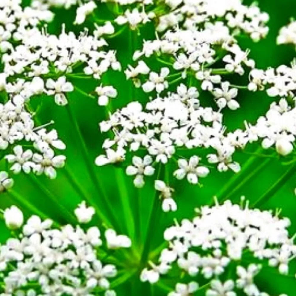 Anise Seeds - Non-GMO Heirloom Pimpinella anisum - Fresh Garden Seeds