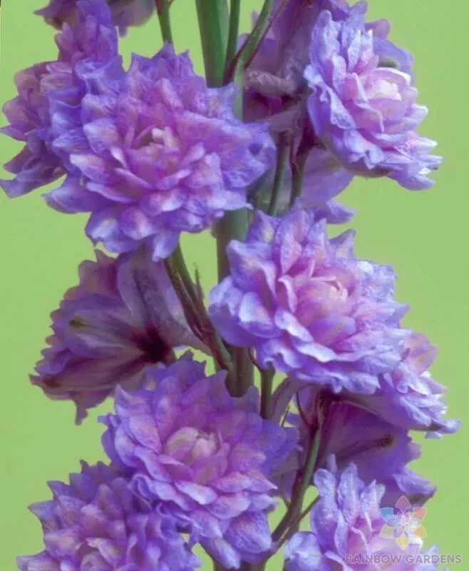 Delphinium Seeds | Highlander Blueberry Pie Variety | 200+ Non-GMO Flower Seeds for Garden, Borders, Pollinators | Delphinium elatum