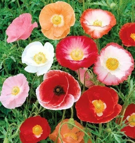 Double Shirley Poppy Seeds - 2000+ Mixed Annual Flower Seeds for Borders & Cutting Gardens - Papaver Rhoeas