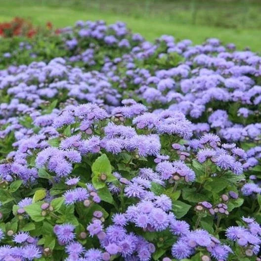 Ageratum Dondo Blue Seeds – 500 Non-GMO Floss Flower Seeds for Monarch Butterflies, Blue Flowers, Full Sun, Easy to Grow