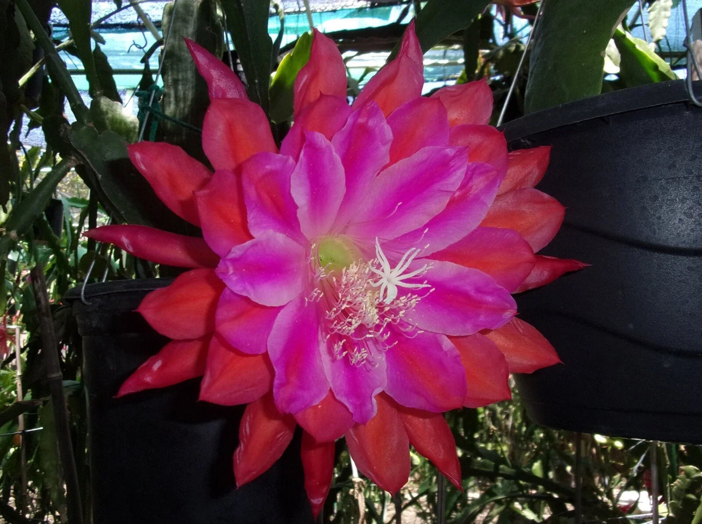 Epiphyllum Orchid Cactus Cutting - "Marmalade Punch" - Indoor Houseplant, Succulent, Bright Blooms, Epiphyllum spp.