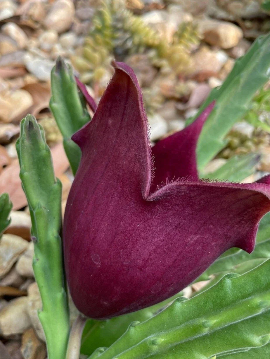 Black Bell Stapelia Succulent Plant - Huernia leendertziae Rooted Starter, Rare Drought-Tolerant Indoor Outdoor Plant