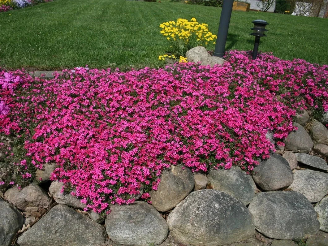 Scarlet Flame Creeping Phlox Seeds - 100+ Phlox subulata Ground Cover for Garden, Bright Red Blooms, Drought Tolerant, USA Free Shipping