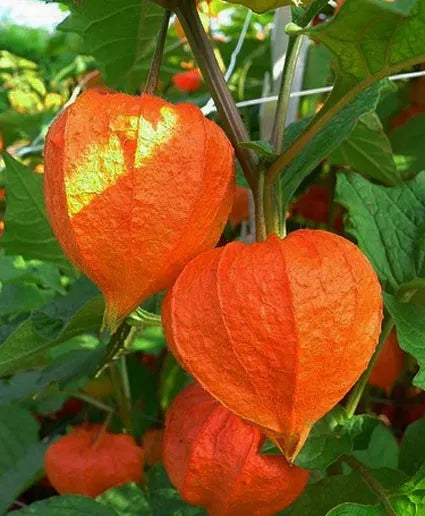 Chinese Lantern Plant Seeds & Dried Orange-Red Lanterns - Physalis alkekengi