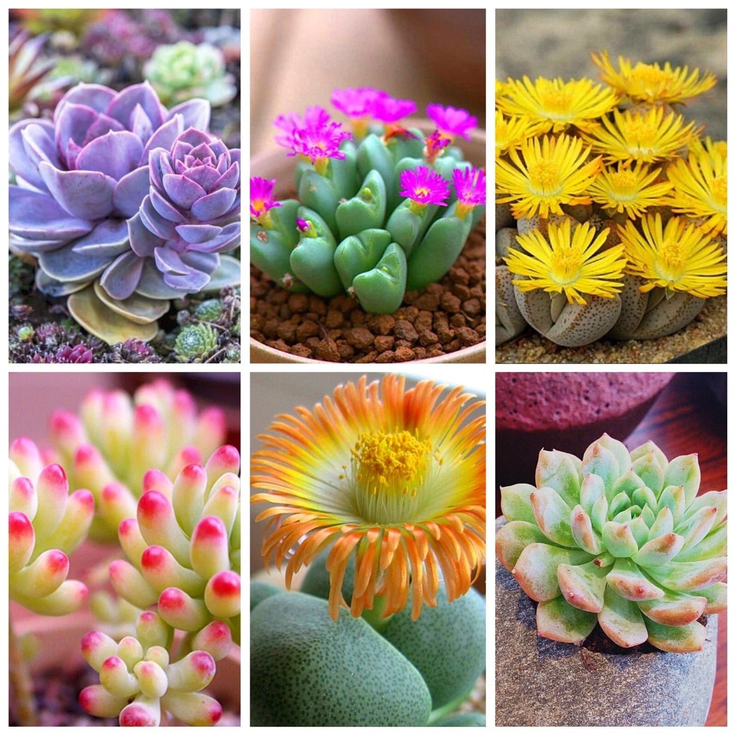 Lithops Seeds Pack - 100pcs Mixed Living Stones Succulents - Unique Lithops spp. for Indoor Garden and Decor