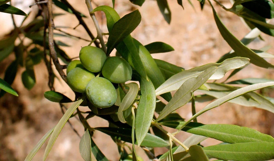 Calabria Olive Seeds – Green Gold Variety for Garden Planting – Olea europaea – Mediterranean, Fruiting, Fast Shipping