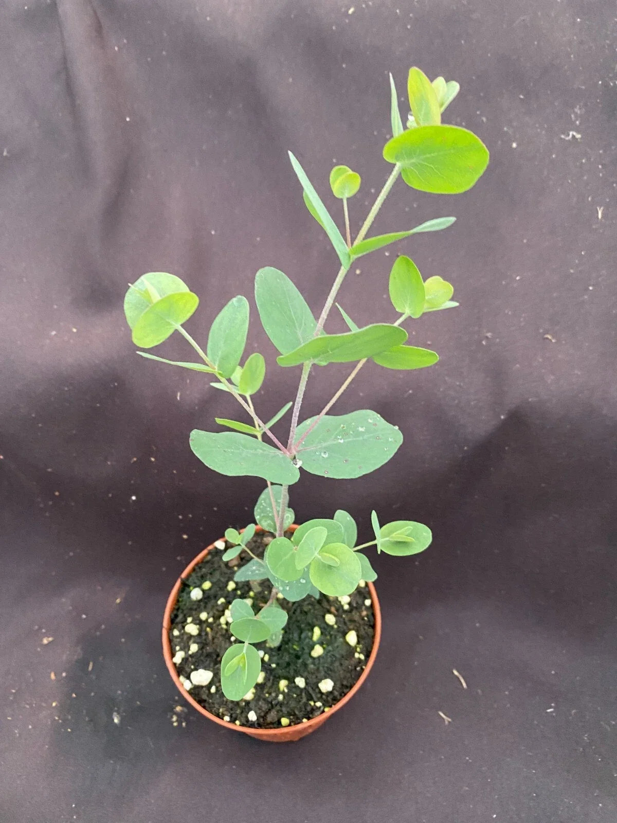 Eucalyptus cinerea Plant - Silver Dollar Eucalyptus Rooted in 3" Pot, Live Houseplant, Aromatic Foliage