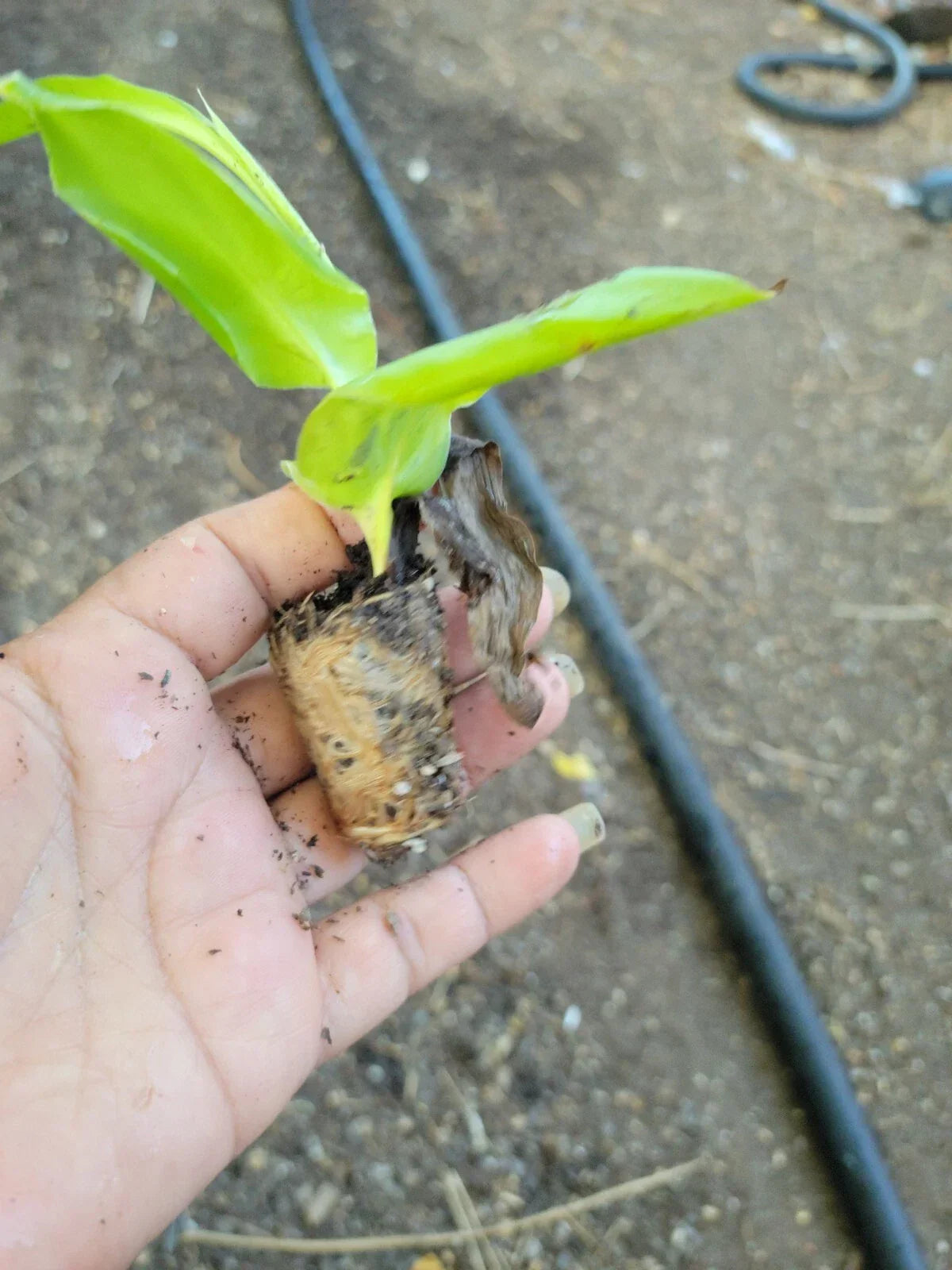 Canna Cannova Scarlet Live Plant Plugs - Set of 3 for Garden and Patio