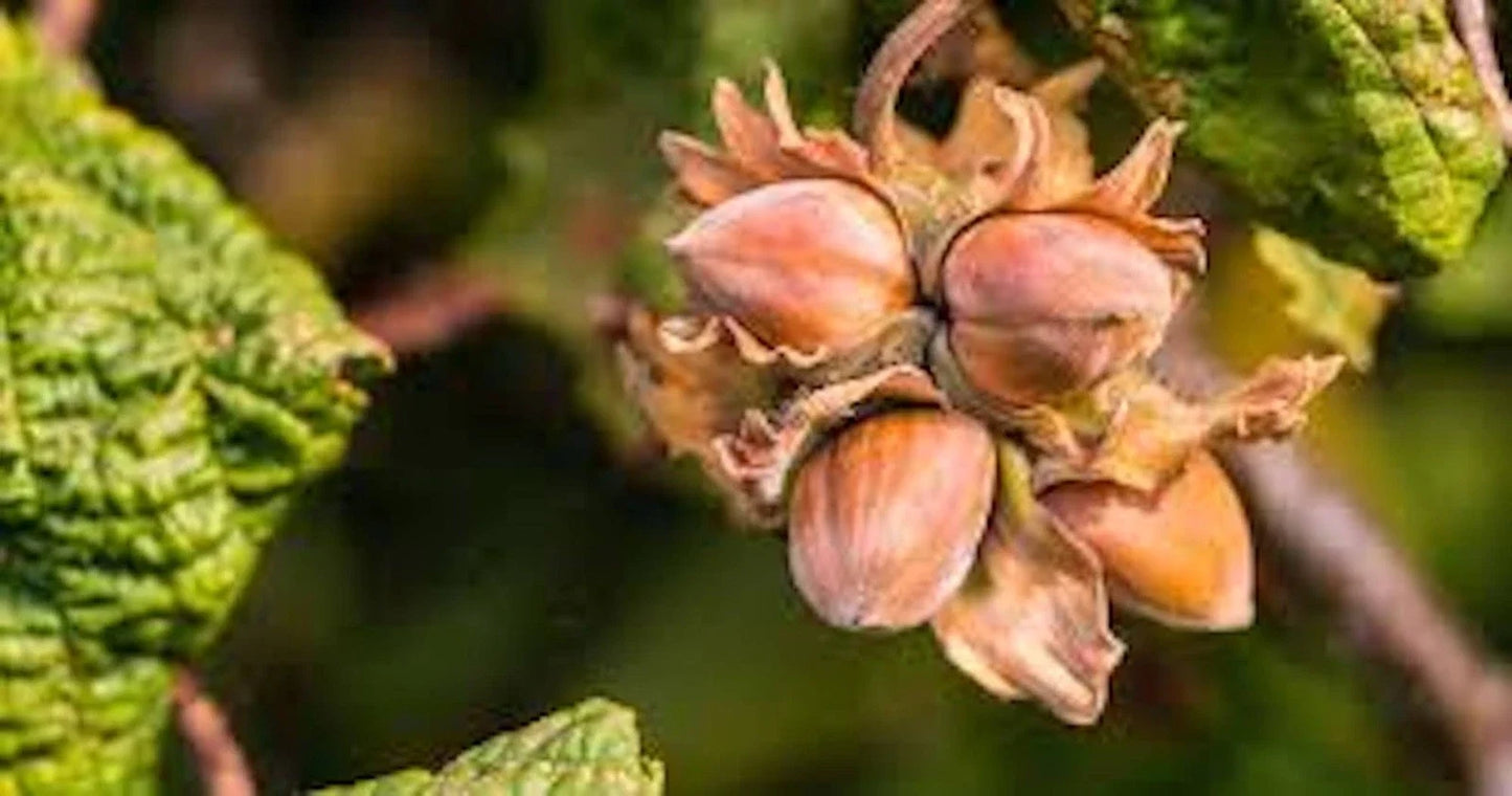 American Hazelnut Tree Bare Root 12-24 Inches Tall, Corylus americana, Edible Nuts, Native Shrub for Garden or Orchard