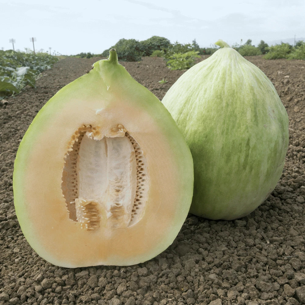 Cantaloupe Seeds 5000 Count Crenshaw Green Cucumis melo Egg-Shaped Melon Variety