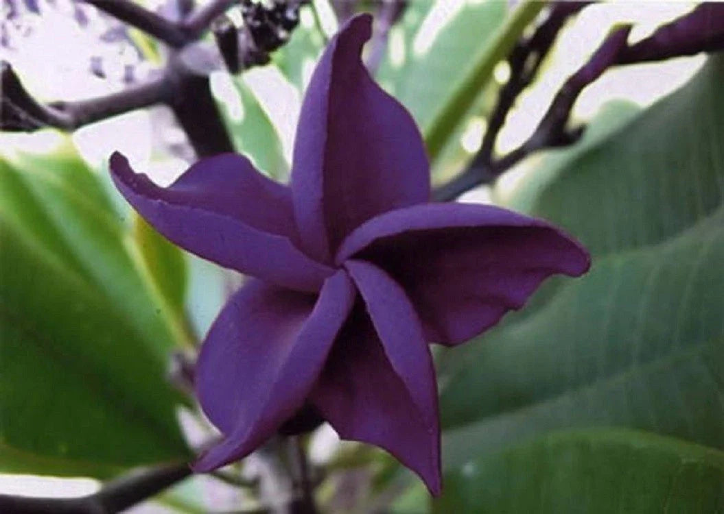 Dark Purple Plumeria Seeds – Perennial Flower for Garden & Lei Making – Plumeria rubra, Tropical Blooms, 5 Pack