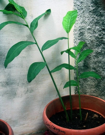 Alpinia Galanga Live Plant - Fresh Rooted Rhizome - Greater Galangal Herb - Culinary Ginger Alternative - Tropical Herb Plant