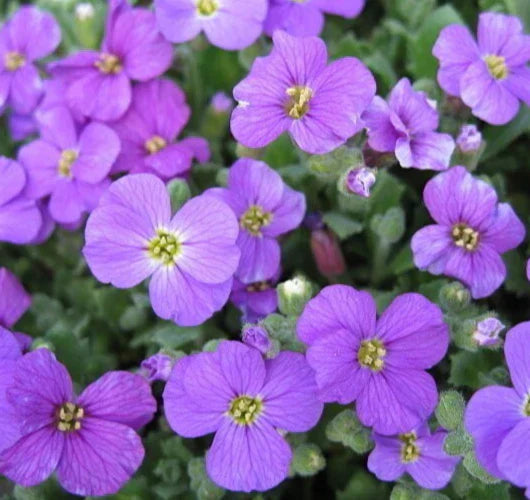 Purple Rockcress Seeds (Aubrieta Deltoidea) - 200+ Perennial Flower Seeds