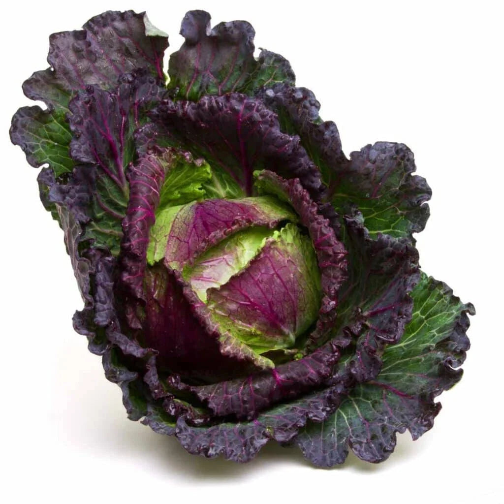 January King Cabbage Seeds - 500+ Count, Heirloom Brassica oleracea var. capitata, Vegetable for Home Garden, Winter Crop
