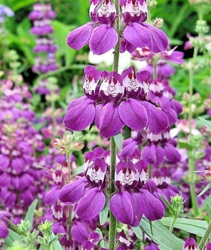 Chinese Houses Flower Seeds - 500+ Wildflower Seeds for Summer Garden, Patio & Containers - Collinsia heterophylla