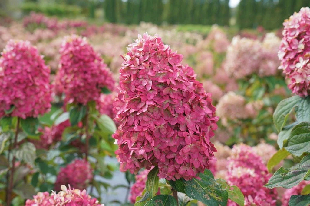 Hydrangea paniculata Limelight Cuttings – 6-10 Inch Rooted Hydrangea Plants for Garden & Container