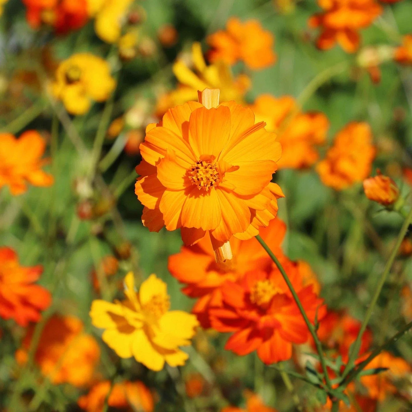 Diablo Cosmos Seeds - 200+ Pack, Vibrant Deep Red Flowers, Cosmos bipinnatus, Garden Planting, Butterfly Attracting, Easy to Grow