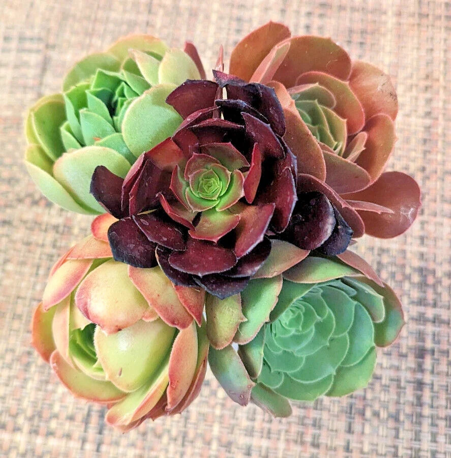 Aeonium Succulent Cuttings Set of 5 - 2.5" Diameter - Rosette-forming Aeonium spp. for Propagation & Indoor Garden