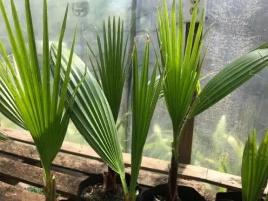 Mexican Fan Palm Tree Potted Plant 14-16" Washingtonia Robusta Indoor Outdoor Landscape