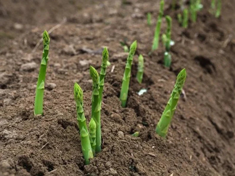 Mary Washington Asparagus Seeds - Organic Heirloom Variety - Non-GMO, USA Grown, 100 Seeds for Home Gardening