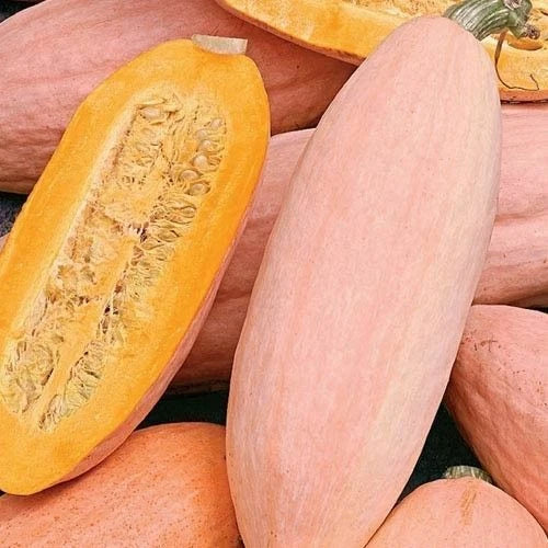 Jumbo Pink Banana Squash Seeds | Heirloom Non-GMO Organic Cucurbita maxima for Home Gardening