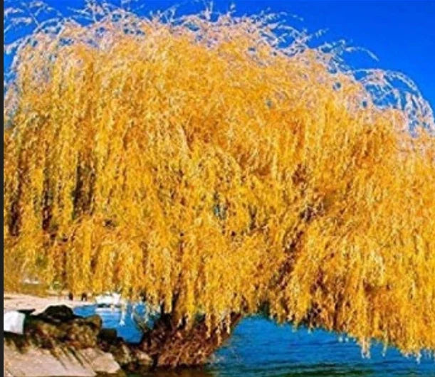 Golden Weeping Willow Cutting - Live Plant Propagation - Salix babylonica 'Golden'