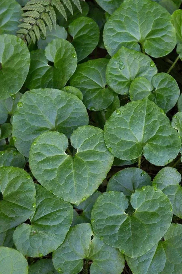 Wild Ginger Bare-root Plant | Asarum canadense | Shade Tolerant Deer Resistant Ground Cover