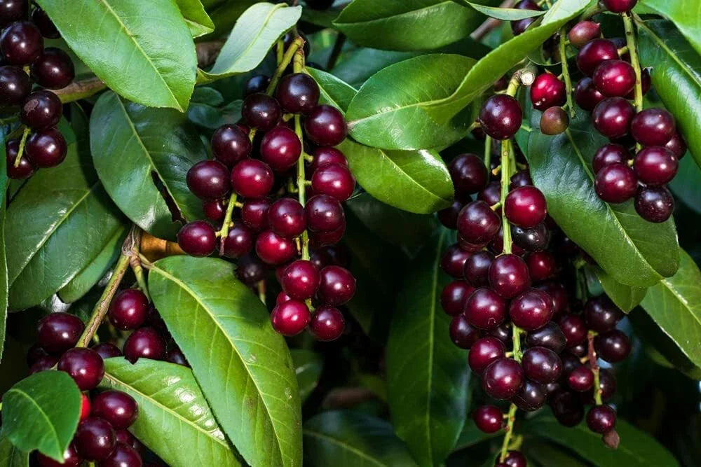 Black Cherry Tree Seeds - 25 Pack Prunus Serotina Grow Your Own Cherry Trees for Garden, Landscape & Wildlife