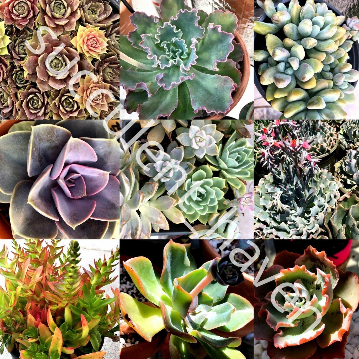 Fresh Succulent Cuttings Assorted Varieties 30 Pack 1"-4" for Gardening & Crafts, Indoor Plants, Drought-Tolerant, Easy Propagation