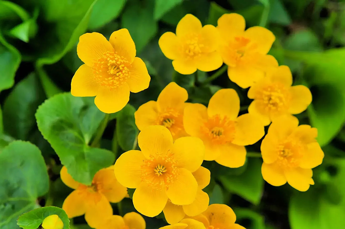 Marsh Marigold Seeds 50 Pack - Caltha palustris Perennial Flowers for Wetlands & Shade Gardens