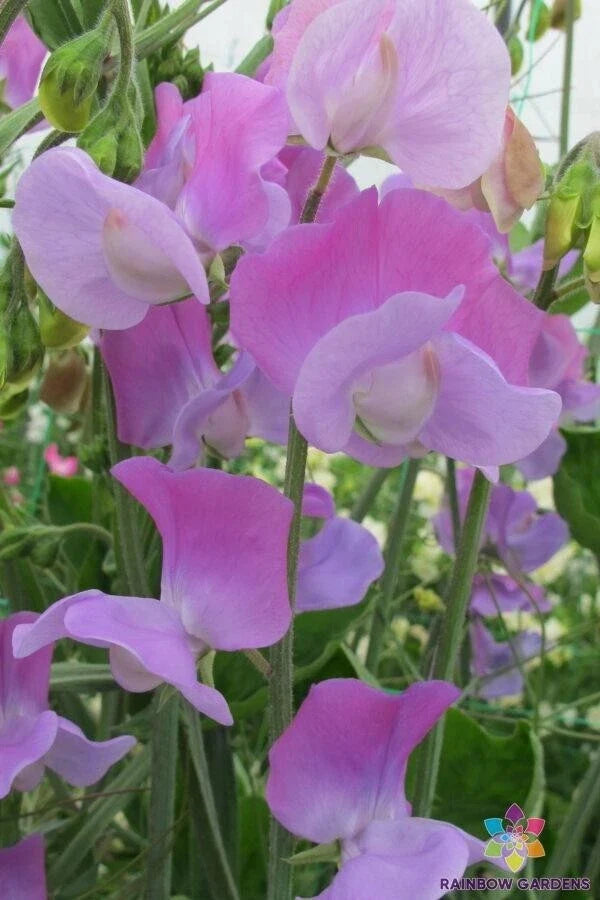 Oyama Bicolour Sweet Pea Seeds – 50+ Premium Lathyrus odoratus Flower Seeds for Garden, Climbing, Pink & Purple, USA Made