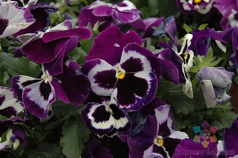 Viva La Violet Pansy Seeds - 200+ Viola tricolor Garden Flower Seeds for Borders & Containers - Non-GMO, USA Grown