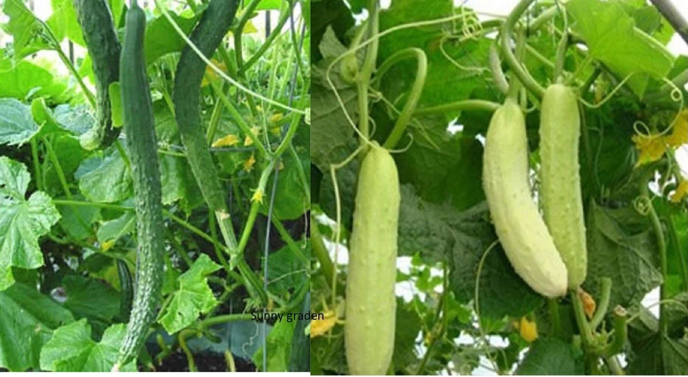 Chinese Tender Cucumber Seeds - 20+ Non-GMO Asian Variety Cucumis sativus Long Spikes for Salads & Pickling