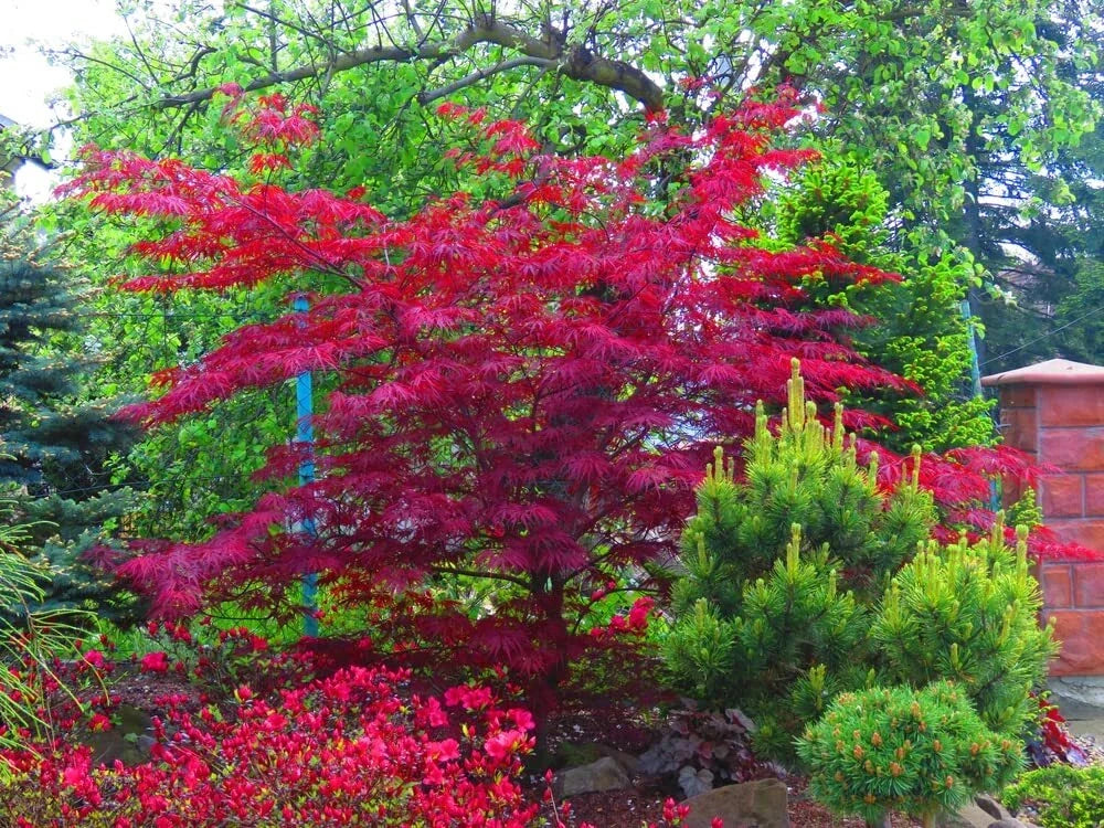 Amur Maple Tree Seeds - Acer tataricum ginnala - 30 Seeds for Planting, Small Tree, Fall Foliage, Landscape Gardening