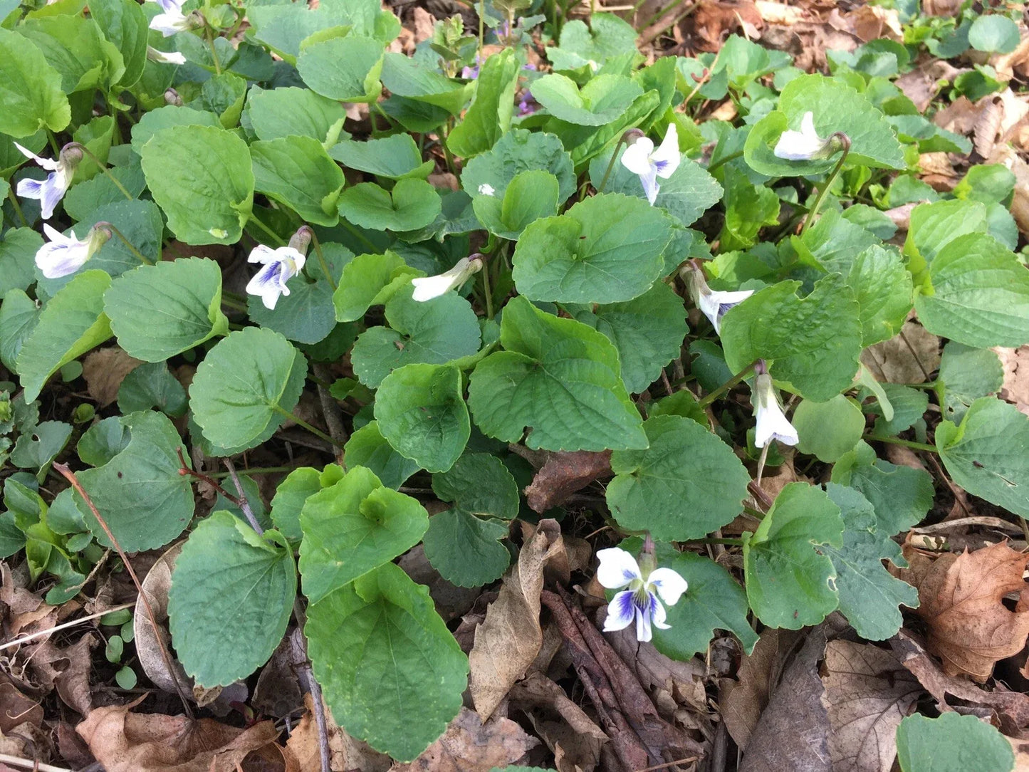 Wild Violet Flower Plants Bareroot Rhizomes – White Viola Viola sororia for Garden, Borders, Containers