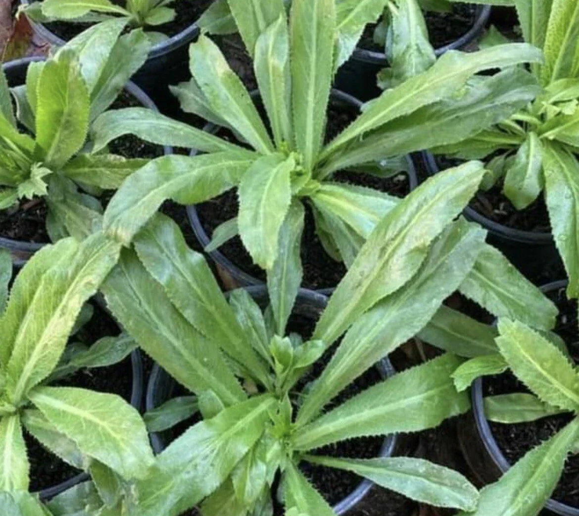 Culantro Seeds - 1000+ Seeds of Recao, Long Coriander, Thai Parsley | Eryngium foetidum
