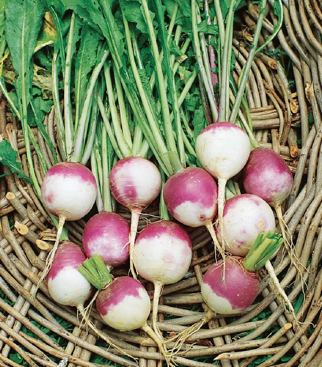 American Purple Top Rutabaga Seeds - 500+ Heirloom Brassica napus Non-GMO for Home Gardening