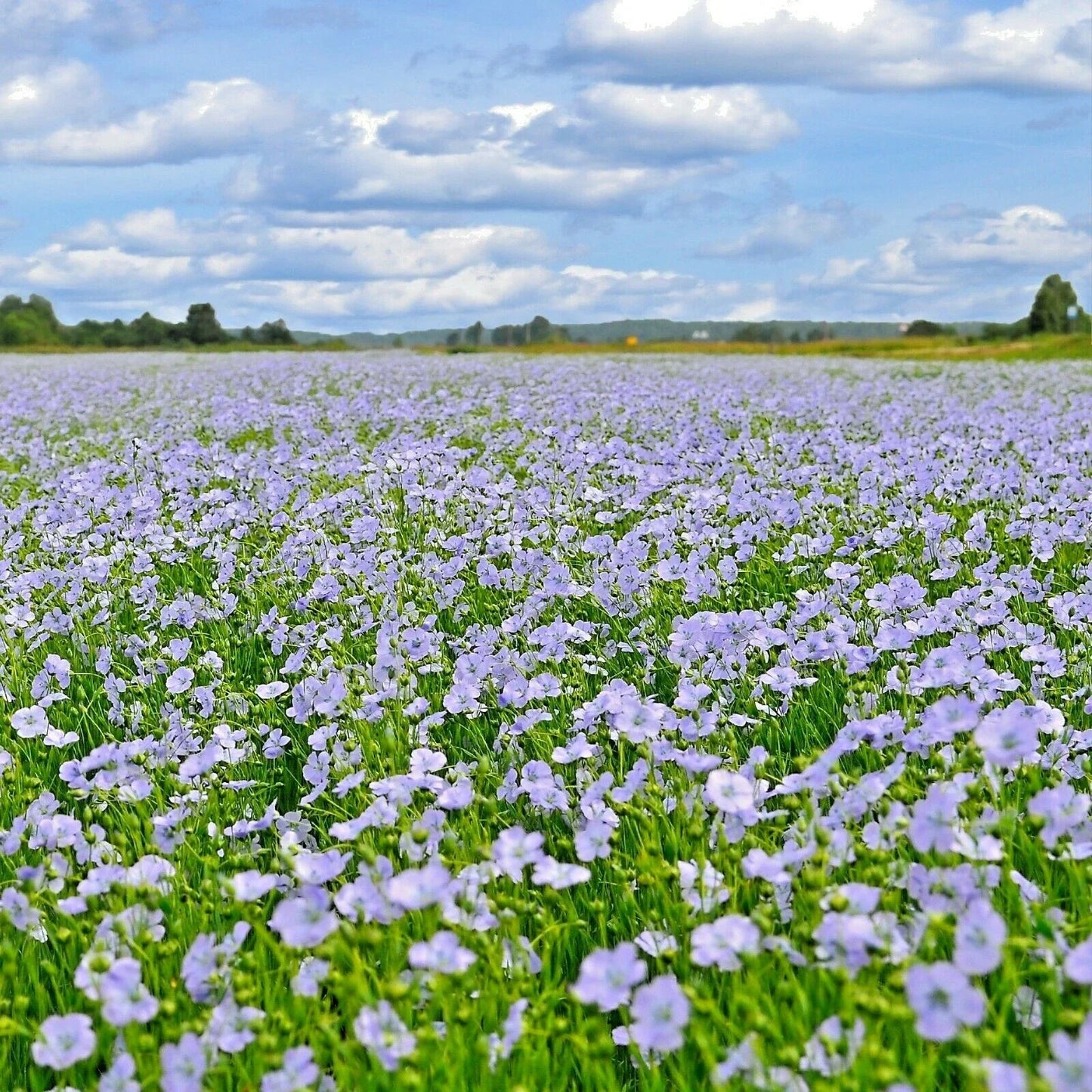 Blue Flax Seeds - 1000+ Count Native Perennial Wildflower - Linum perenne