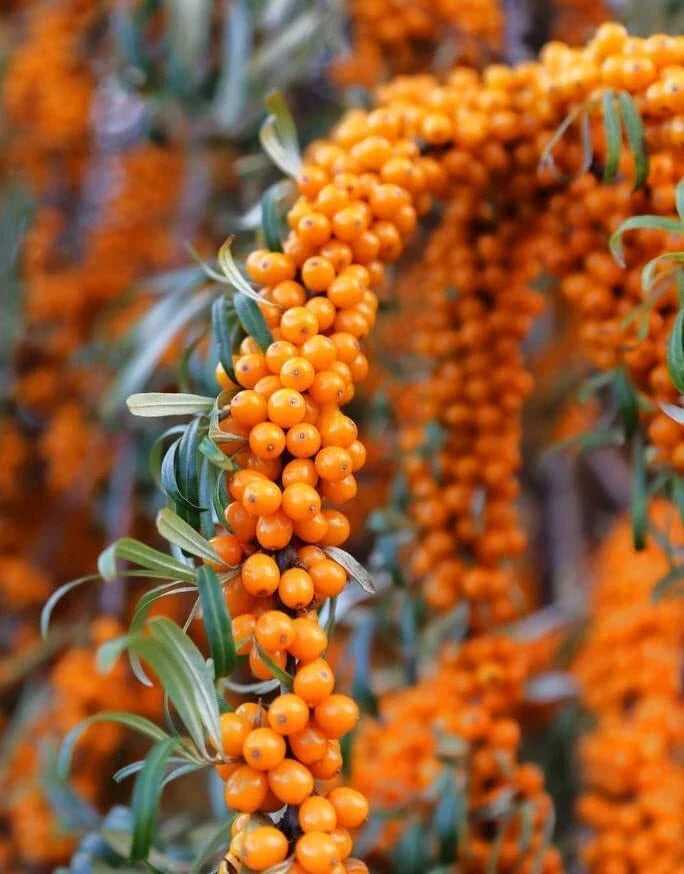 Seaberry Bush Seeds - Edible Fruit, Hippophae rhamnoides, Hardy, Drought-Resistant, Full Sun, 50 Seeds