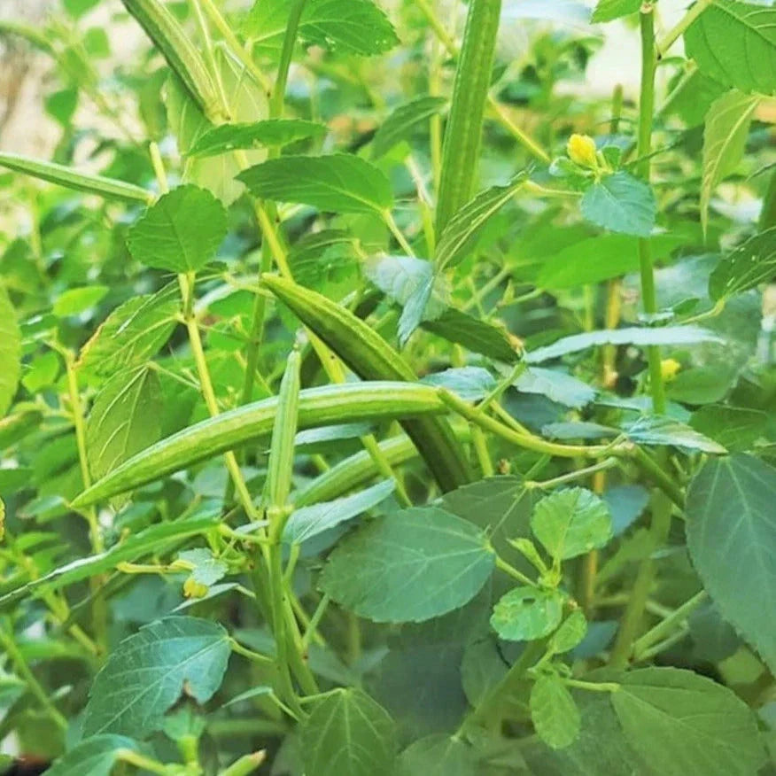 Molokhia Seeds - Egyptian Spinach Corchorus Olitorius Pack of 100 Seeds for 2025 Planting