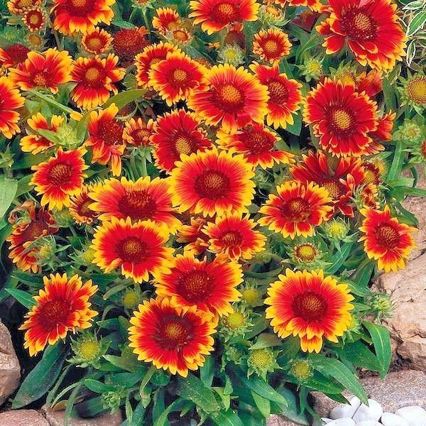 Blanket Flower Seeds - 201+ Count - Drought Tolerant Perennial Gaillardia aristata for Containers & Gardens