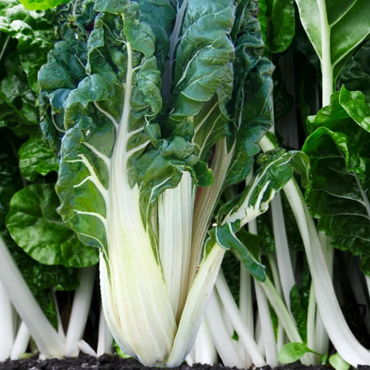 Large White Ribbed Swiss Chard Seeds | Fordhook Lucullus Heirloom Non-GMO, Fast Shipping