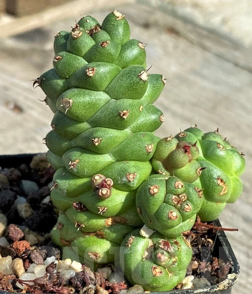 Rare Monadeniun Ritchiei Pinecone Cactus - 4" Succulent Indoor Plant, Unique Drought-Tolerant Garden Decor