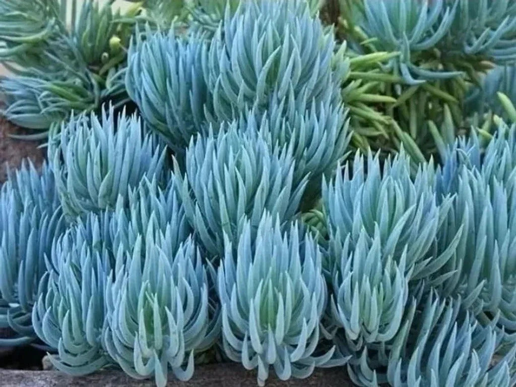 Senecio Mandraliscae Blue Chalk Sticks Succulent Plant Cuttings – 6 Healthy Propagation Cuttings