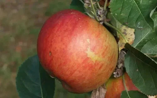 King's Acre Pippin Apple Seeds - Organic Malus domestica Seeds for Home Garden Planting, 25+ Non-GMO Seeds