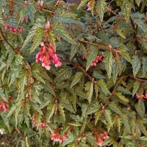Angel Wing Begonia Medora Rooted Starter Plant – Compact Houseplant, Indoor Decor, Begonia coccinea, Easy Care